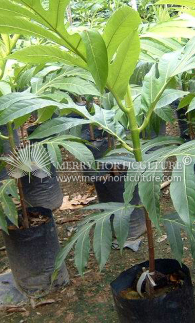 Artocarpus utililis